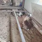 ارانب للبيع