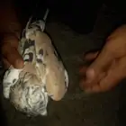 حمام باكستاني نادر من اللون ذكر فخل