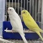 بادجي انتاجي للبيع