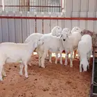 زبايح