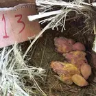 فروخ غر روز وأورنج