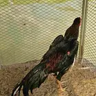 ديك شامو الماني هزاز