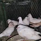 فروخ حمام سمينه