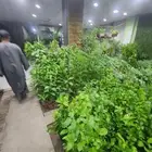 اشجار زراعيه فني زراعه