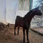 تيس مشروع فحل أدهم أجم كفوو