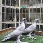 طبه فينا رديوس