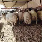 ذبائح نعيمي