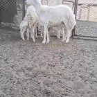 ضأن حريات متابيع