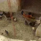دجاجتين للبيع