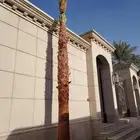 نخل زينه واشنطني وعربي