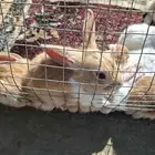 ارانب بعمر شهرين