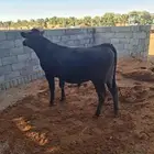 عجول بقر سلالة للبيع