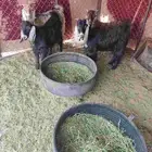 تيوس