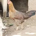 ثنتين دجاج بلدي اصيل من الزمن القديم