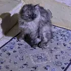 قطة شيرازي للتبني