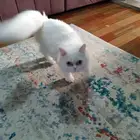 قط شيرازي ذكر