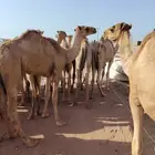 للتجااار والملاحم متوفر قعدان صومالية نظيفة جدا وع الضمان