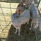 أذكروا الله وصلوا على النبي لبيع بكري اربع حبات