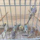 طبات بادجي رينبو فرصه للي بيربي