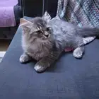 قط للتبني