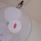 بلبل أليف شرط تغريد