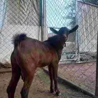تيس ادهم اجم مشروع فحل