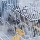 البيع بلبل حساوي صيد