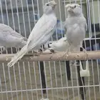 كناري ستنابت كرست عيون حمر