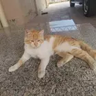 قطط لتبني 2ذكور و2 اناث