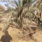 نخله نخل سكريه حمرا
