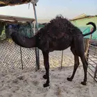 قعود عمر 5 شهور فل