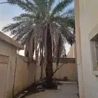 نخله مثمره مجانا