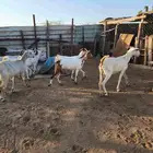 معزة بيشية تم البيع