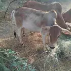 خبشة او حسيلة للبيع