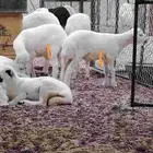 طليان تربيه