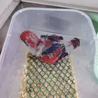 فرخ رد لوري ((تم البيع))