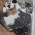 تبني قطط
