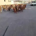سواكن تربيه العدد 130