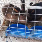 أرانب سوريات جوز