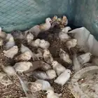 صيصان بلدي