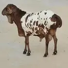 بربري فحل بيرشن الاحساء الرميلة