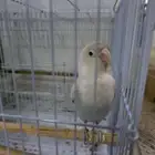 روز