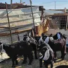 جفار طيبات للقناي