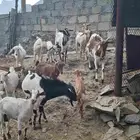 ماعز او غنم مقاني للبيع