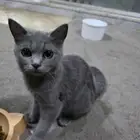 قطط للتبني