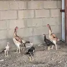 دجاج شامو مستويات عاليه