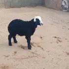 للبيع رخل هجين