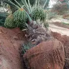 نخل