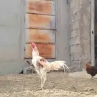 ديك باكستاني