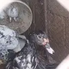 افروخ بط مصري للبيع